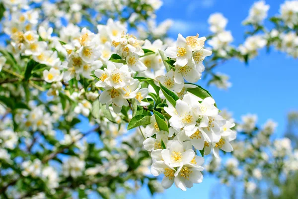 Λευκά Λουλούδια Και Πράσινα Φύλλα Του Philadelphus Coronarius Διακοσμητικό Πολυετές — Φωτογραφία Αρχείου