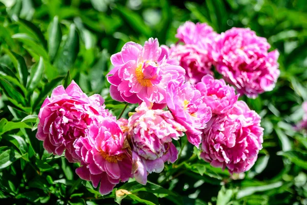 Bush Con Molti Grandi Fiori Peonia Rosa Vivaci Delicati Giardino — Foto Stock