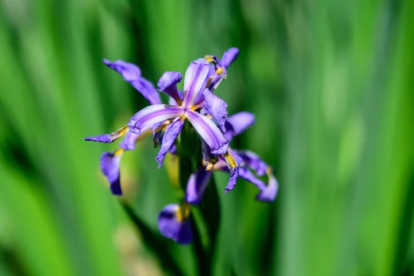Primo Piano Molti Piccoli Fiori Iris Azzurro Una Primavera Soleggiata — Foto Stock