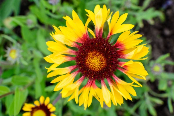 Draufsicht Auf Eine Lebendige Gelbe Und Rote Gaillardia Blume Gebräuchlicher — Stockfoto