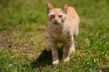 Canlı pembe Pelargonium çiçekleri (yaygın olarak sardunya, pelargonyum ya da leylek gagası olarak bilinir) ve güneşli bir bahar günü bahçedeki bir tencerede taze yeşil yapraklar.