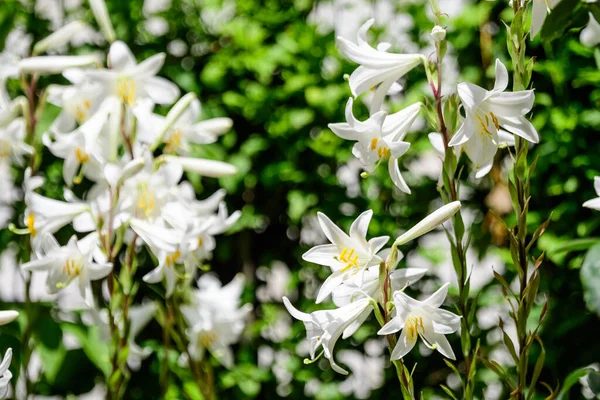 Viele Große Zarte Weiße Blüten Von Lilium Oder Lilie Pflanzen — Stockfoto