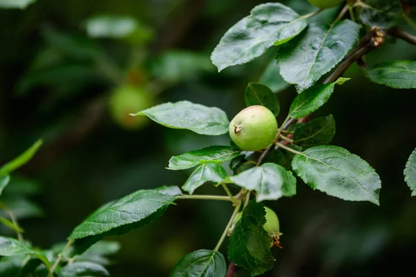 Młode Zielone Czerwone Owoce Liście Dużym Jabłoni Bezpośrednim Świetle Słonecznym — Zdjęcie stockowe