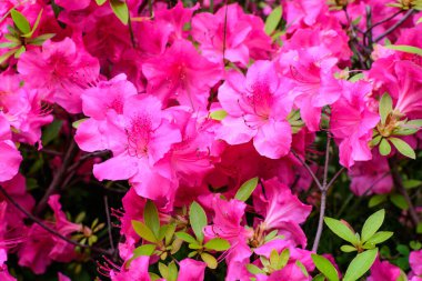 Açelya ve Rhododendron bitkilerinden oluşan narin pembe mor çalılar güneşli bir Japon baharı bahçesinde, güzel bir açık hava çiçeği arka planında.