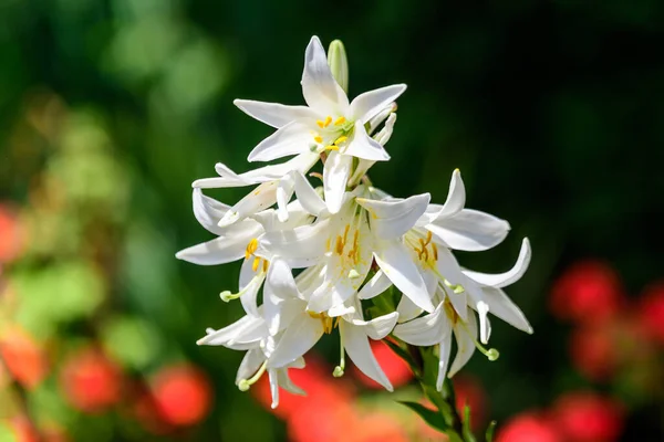 Muchas Grandes Flores Blancas Delicadas Lilium Planta Lirio Jardín Estilo —  Fotos de Stock