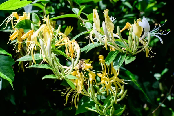 翠绿的灌木 开着鲜活的黄白相间的花 在阳光明媚的夏日 美丽的室外花卉背景下 被称为欧洲金银花或木本植物 — 图库照片