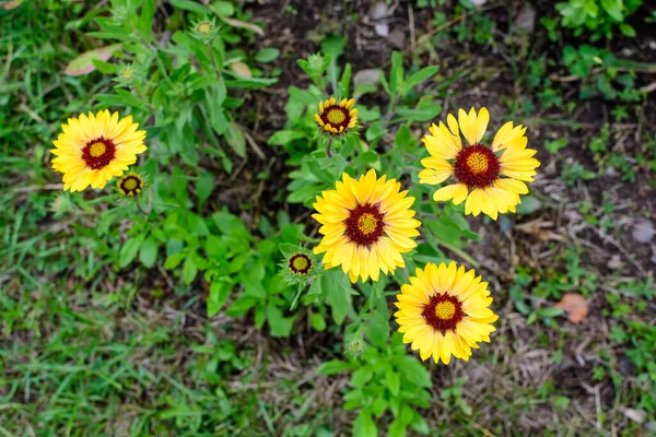 Många Levande Gula Och Röda Gaillardia Blommor Vanligt Namn Filt — Stockfoto