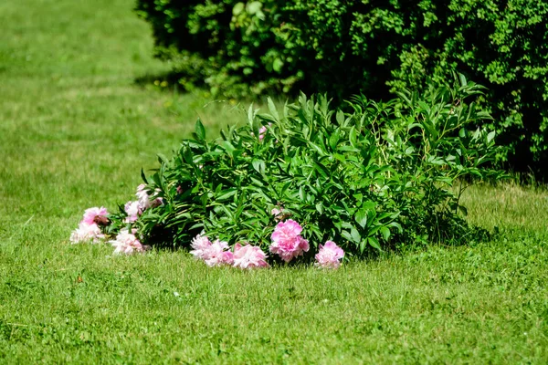 Буш Большим Количеством Крупных Нежных Ярко Розовых Пионов Британском Саду — стоковое фото