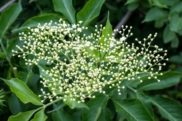 Nombreuses Fleurs Blanches Délicates Des Feuilles Floues Vertes Sambucus Connu — Photo