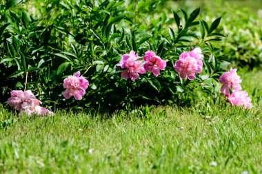 Güneşli bir bahar gününde, İngiliz kır evi tarzında bahçesinde çok sayıda canlı pembe şakayık çiçekleri olan Bush, güzel açık hava çiçekleri seçici bir odak noktasıyla fotoğraflandı.