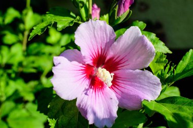 Cornus kousa ağacının pembe narin çiçeği, genel olarak ousa, kousa, Çin, Kore ve Japon odun ağacı olarak bilinir, ve güneşli bir bahar gününde bahçedeki yeşil yapraklar, güzel bir açık hava çiçek arkaplanı.