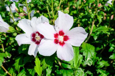 Cornus kousa ağacının beyaz narin çiçeği, genel olarak ousa, kousa, Çin, Kore ve Japon odun ağacı olarak bilinir, ve yeşil yapraklar güneşli bir bahar günü bahçesinde güzel bir açık hava çiçek arka planında.
