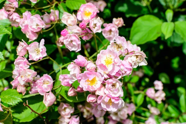 Bush Con Molte Delicate Rose Bianche Rosa Piena Fioritura Foglie — Foto Stock
