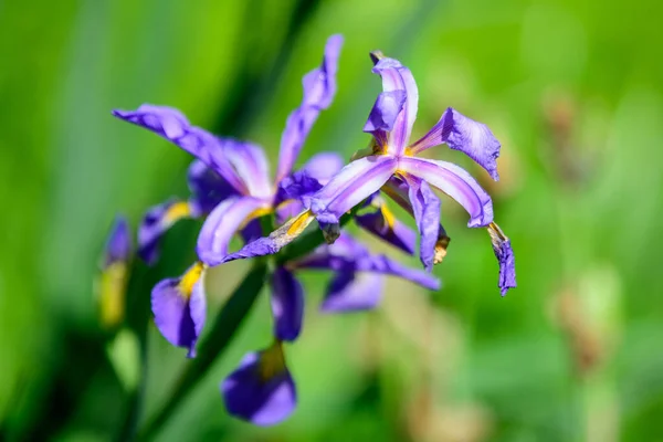 Zbliżenie Wielu Małych Jasnoniebieskich Kwiatów Tęczówki Słoneczną Wiosnę — Zdjęcie stockowe