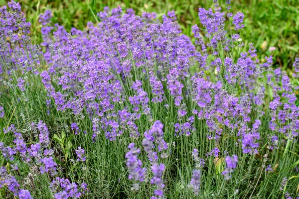 Muitas Pequenas Flores Lavanda Azul Dia Ensolarado Verão Escócia Reino — Fotografia de Stock