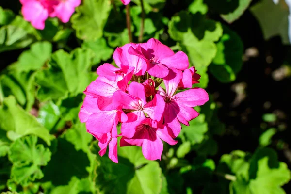Groupe Fleurs Rose Vif Pelargonium Communément Appelés Géraniums Pélargoniums Cigognes — Photo