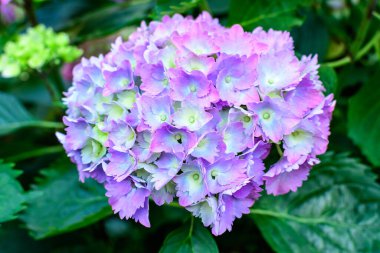 Magenta pembe ortanca macrophylla ya da çiçek saksısında çiçek açan hortensiya çalısı, arka planda güneşli bir yaz gününde, bir bahçede taze yeşil yapraklar var.