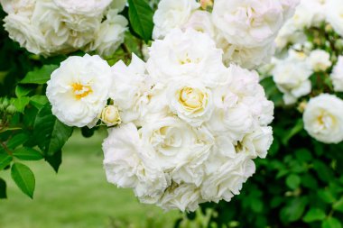 Çiçek açmış bir sürü narin beyaz gül ve güneşli bir yaz gününde bahçedeki yeşil yapraklarla çalılar, açık havada çekilen güzel çiçekli arka planda yumuşak odak ile fotoğraflanmış.