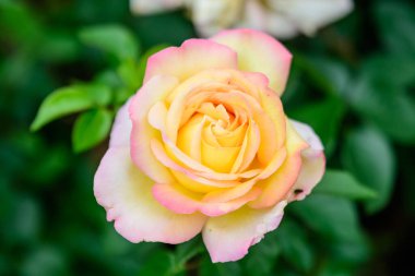 Geniş yeşil çalı, taze sarı gül tam çiçeklenmiş ve yeşil yapraklar güneşli bir yaz gününde bahçede, güzel açık hava çiçekli arka planda yumuşak bir odak ile fotoğraflanmış.