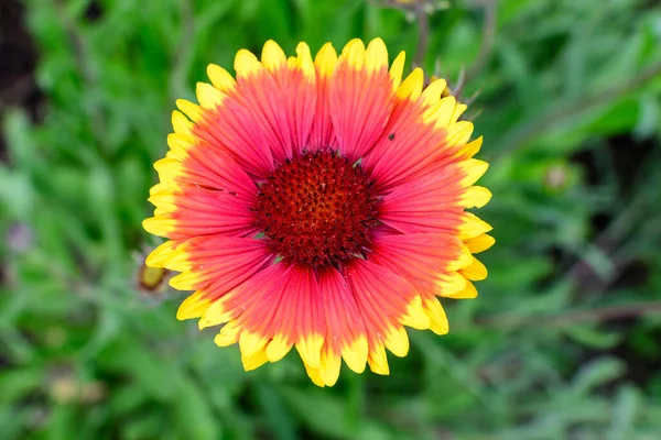 Draufsicht Auf Eine Lebendige Gelbe Und Rote Gaillardia Blume Gebräuchlicher — Stockfoto