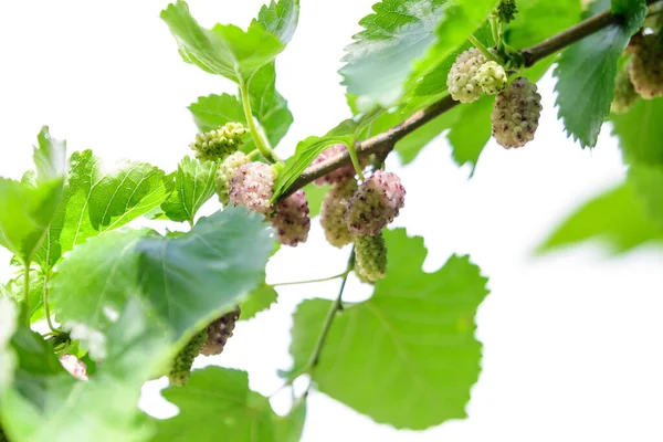 Small Black Wild White Yellow Mulberries Tree Branches Green Leaves — Stock Photo, Image