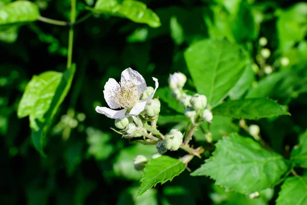 Mnoho Jemných Malých Bílých Květin Velkém Ostružinovém Keři Přímém Slunečním — Stock fotografie