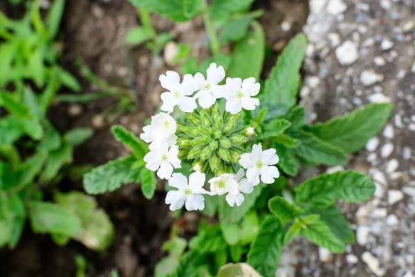 Багато Делікатних Свіжих Білих Квітів Рослини Verbena Hybrida Nana Compacta — стокове фото