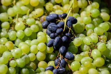 Bir sokak gıda pazarında satılık taze mavi ve beyaz üzüm grubu, doğal arka plan, yumuşak odak