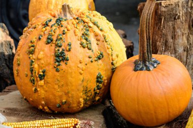 Ahşap kütüklerdeki dekoratif turuncu balkabakları bir sokak yiyecek pazarında satılıyor.