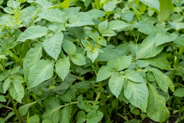 Yaz günü geleneksel sebze bahçesinde taze yeşil organik patates yaprakları, seçici bir odaklanma.
