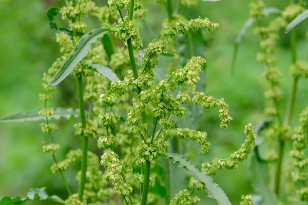 Fresh Green Organic Leaves Rumex Patientia Known Aspatience Dock Garden — Stock Photo, Image