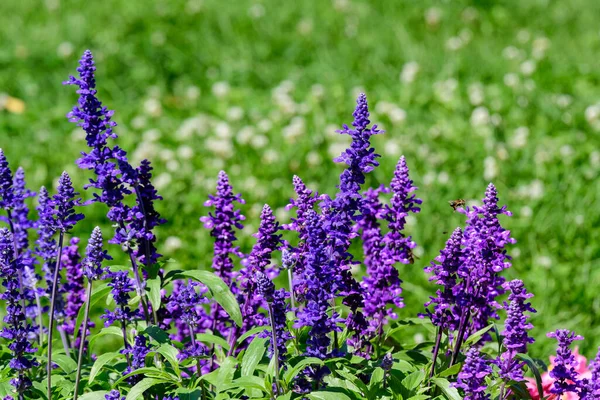 Dark blue flowers of Salvia officinalis, commonly known as garden sage, common sage, or culinary sage, in soft focus, in a garden in a sunny summer day