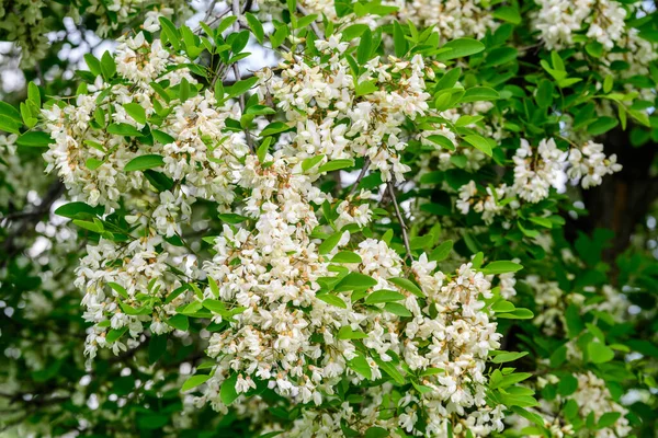 Weiße Blüten Der Robinie Pseudoacacacacia Allgemein Als Robinie Bekannt Und — Stockfoto