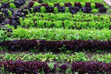 Paralel çizgiler yeşil ve koyu kırmızı marul yaprakları, pancar ve turplar organik bir bahçede, güneşli bir yaz gününde, yumuşak bir odak ile fotoğraflandı