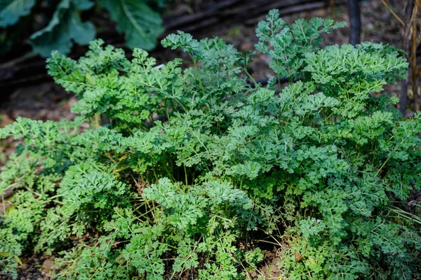 Close Fresh Green Leaves Artemisia Absinthium Wormwood Grand Wormwood Absinthe — Stock Photo, Image