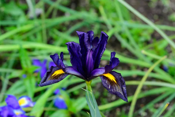 Uma Delicada Flor Íris Azul Escuro Plena Floração Jardim Dia — Fotografia de Stock
