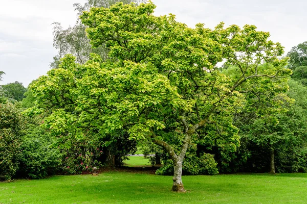 One Old Magnolia Tree Vivid Green Leaves Scottish Garden Sunny — Stock Photo, Image