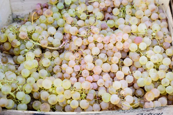 Tas Raisins Blancs Jaunes Biologiques Mûrs Frais Exposés Vente Dans — Photo