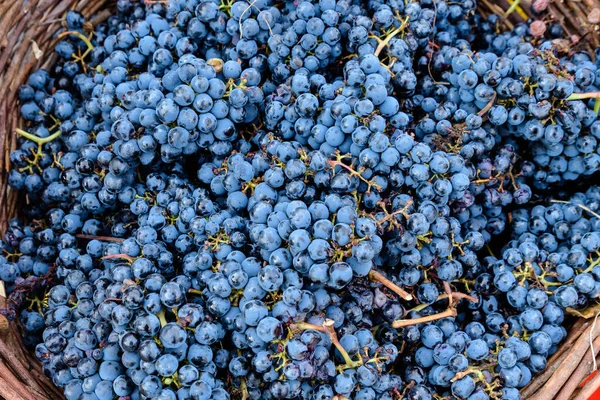 Montón Uvas Negras Orgánicas Maduras Frescas Exhibidas Para Venta Mercado — Foto de Stock