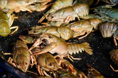 Çiğ kerevit Astacus astacus (asil ya da geniş parmaklı kerevit, Avrupa 'nın en yaygın kerevit türü), bir sokak yemeği festivalinde, deniz ürünleri festivalinde pişirilmeye hazır siyah bir tavada yaşar. 