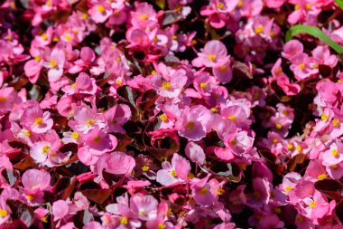 Taze yeşil yapraklı pembe begonya çiçeklerinin üst görüntüsü, canlı çiçek arkaplanı
