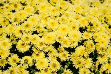 Bir grup kasımpatı x morifolium sarı çiçekler güneşli bir sonbahar gününde, yukarıdan görünüyor