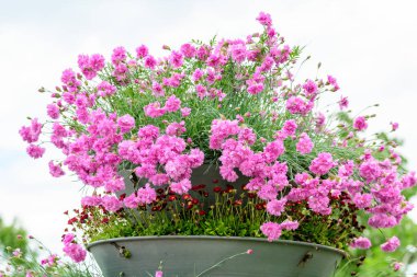 Taze pembe karanfil çiçekleri (Dianthus caryophyllus) ve yeşil yapraklar ile arka plan, güneşli bir yaz gününde bir tencerede, yan manzara