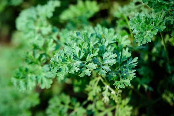 Güneşli Bir Bahar Gününde Bir Bahçede Artemisia Absinthium Taze Yeşil — Stok fotoğraf