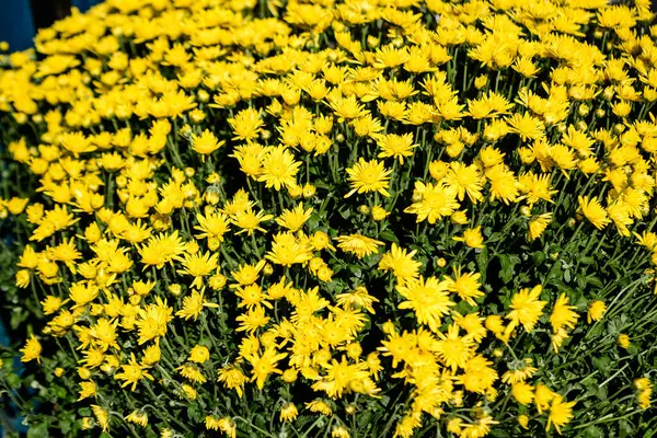 在一个阳光明媚的秋日里 菊花群黄花 从上往下看 — 图库照片
