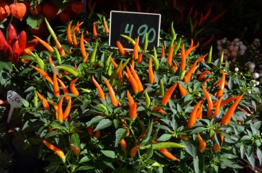 Avusturya, Viyana 'da bir gıda pazarında satılığa çıkarılmış portakal ve yeşil baharatlı biberler.