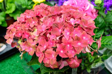 Magenda pembe ortanca macrophylla ya da çiçek saksısında çiçek açan hortensiya çalısı, arka planda güneşli bir yaz günü bahçesinde taze yeşil yapraklar.