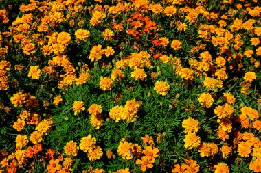 Büyük bir grup turuncu tagetes ya da güneşli bir yaz bahçesinde Afrika kadife çiçekleri, desenli çiçekli arka plan, yumuşak odak