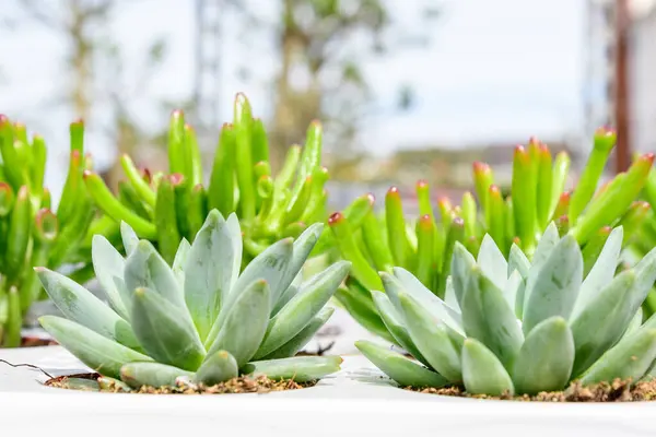 Piccole Piante Succulente Verdi Con Foglie Fresche Alla Luce Diretta — Foto Stock