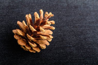 Koyu gri tekstil malzeme arka planında bir kahverengi çam kozalağı, sağ tarafta metin için boşluk, seçici odak